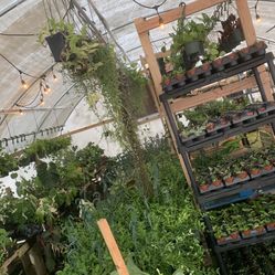 Rare Houseplant Sale