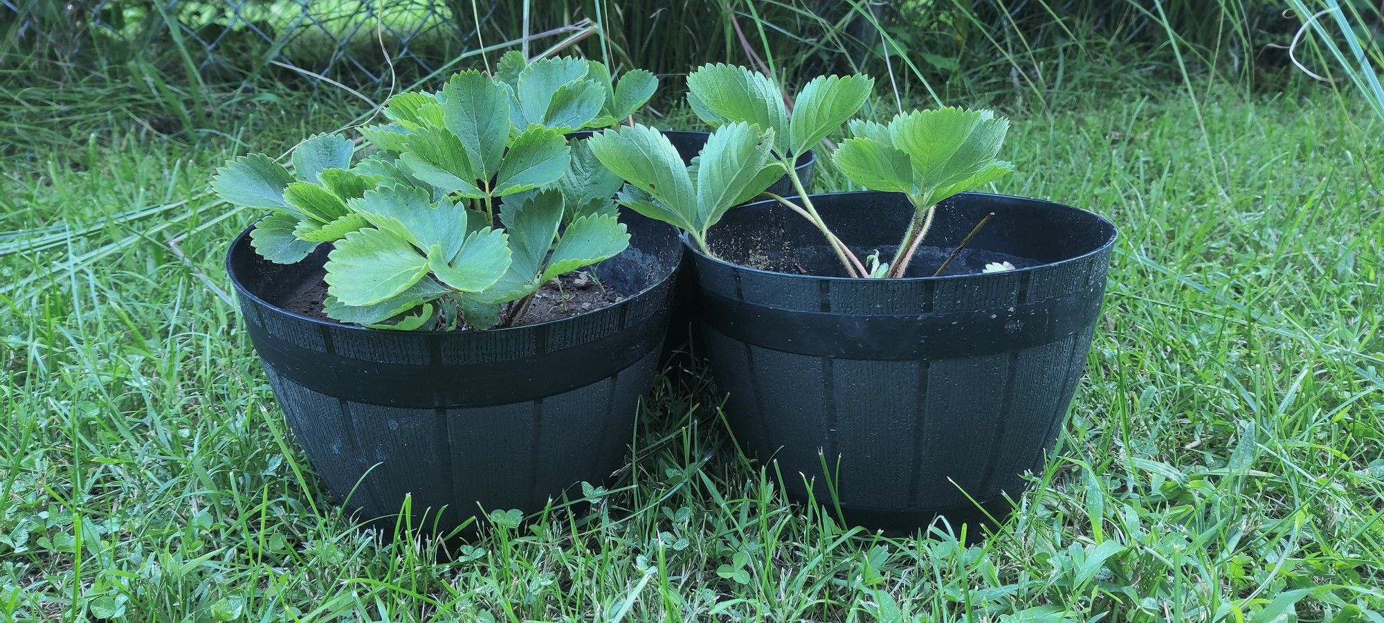 3 Strawberry Plants In Small Pots. 
