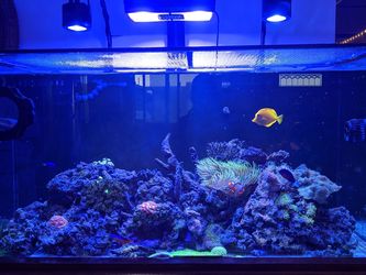 Ecotech L1, protein skimmer