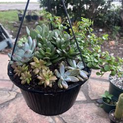 10in Pot Full Of Succulents 