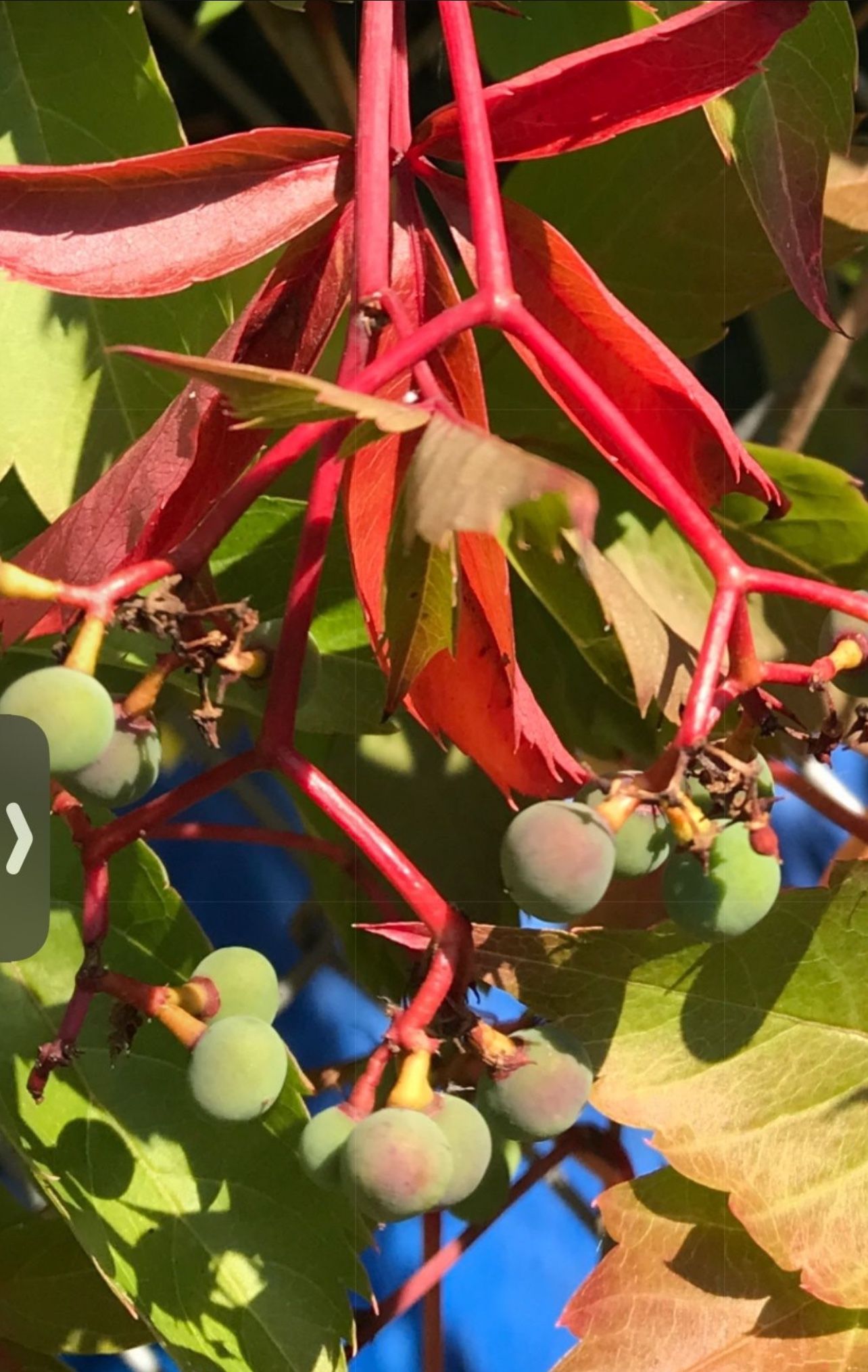 Virginia Creeper Perennial Climbing Vine , Leaves Become Beautiful In Autumn.