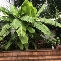 Banana Plant/tree/ Perennial 