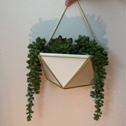 Hanging Succulent 