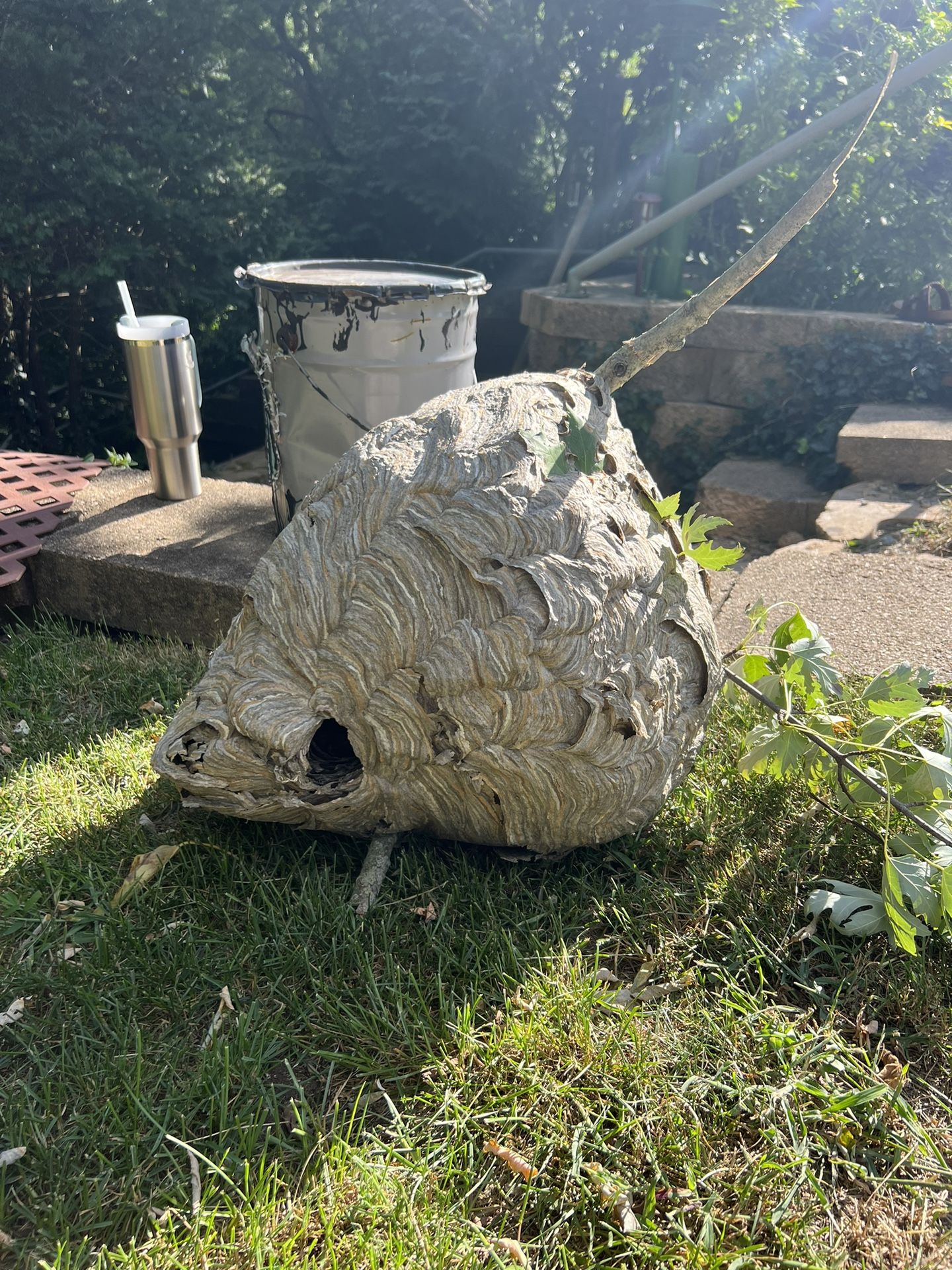 MASSIVE Bald Faced Hornets Nest