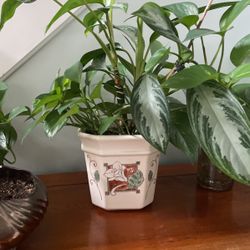 Healthy Plant In Ceramic Pot