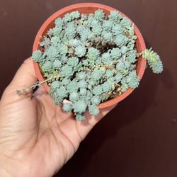 4β Blue Sedum Major