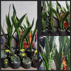 Snake Plants.  Sanseveria Plants.  Mother In Law Tongue Plants.  4f Tall. $35 Each