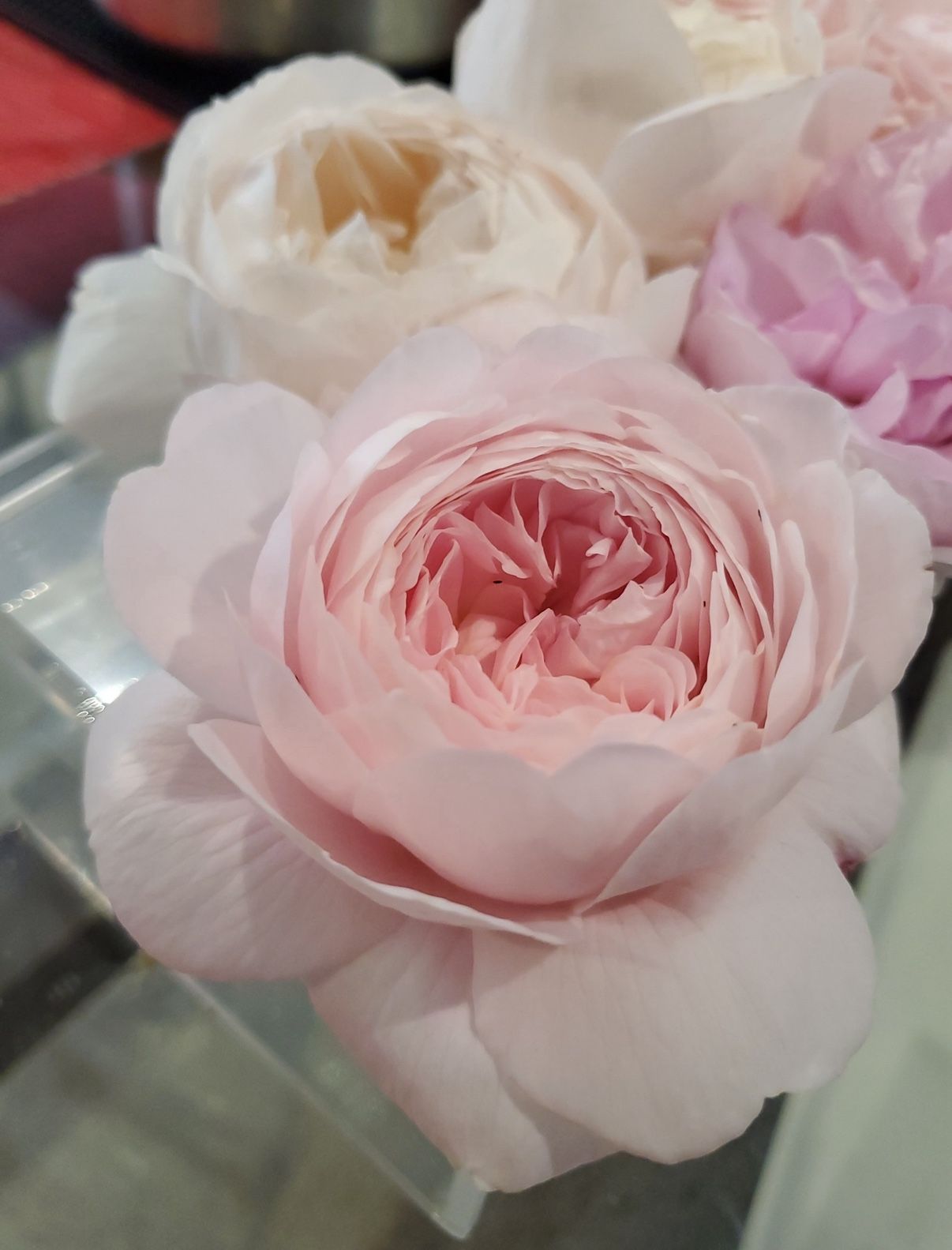Queen of Sweden Rose Plant In 1 Gallon Pot. Pick Up In Millbrae