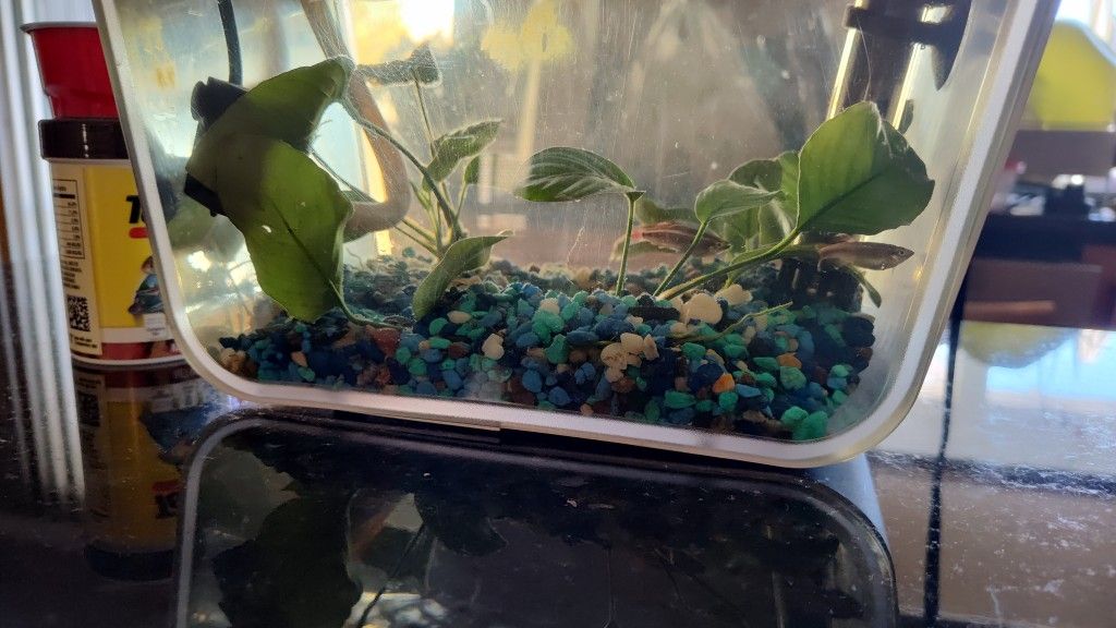 Hydroponic or Aquaponic 3 gallon tank with fish