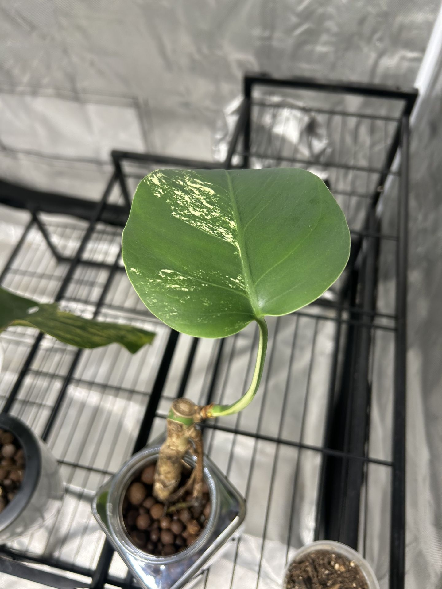 Monstera Mint Cutting $40