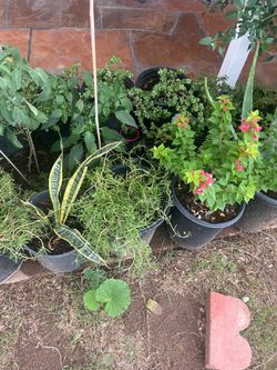 Part One Assorted Plants Collection