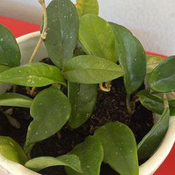 Hoya Carnosa Plant