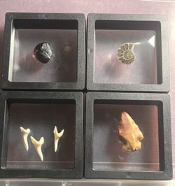 Fossil  Collection Lot 