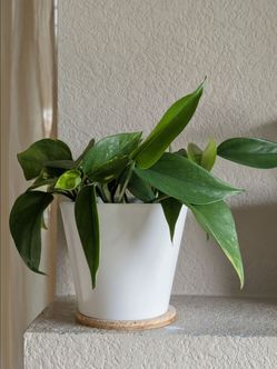Healthy Beautiful Indoor Plant(Pothos)