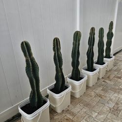 Potted Apple 🍎 Cactus 🌵 