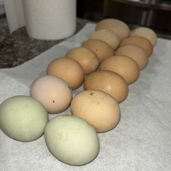 Organic Free Range Chicken Eggs. 