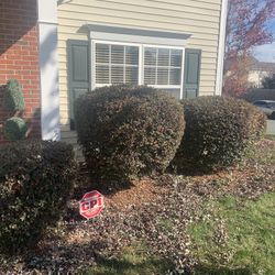 Bush Trimming