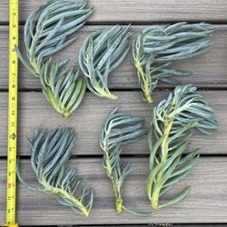 6 6-11 inches Blue Chalk Sticks Plant Succulent cuttings