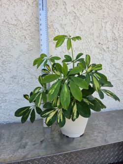 Schefflera Variegated Umbrella Plant