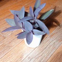 Purple Queen Tradescantia Plant/ House Plant/ Indoor Plant Flower Patio Garden 