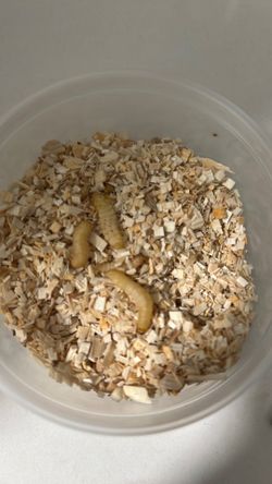 50 wax worms