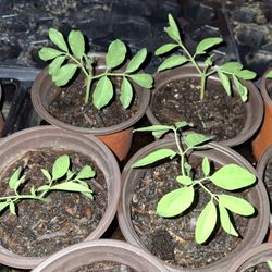 Moringa Trees For Sale