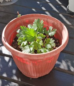 Motherwort (Leonurus cardiaca) Herb - Free