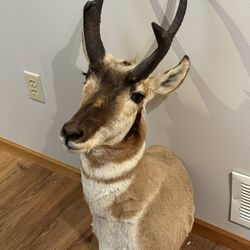 Pronghorn Mount Fro Wyoming 