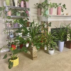 Indoor Plants Sale 15% OFF