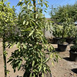 Hass Avocado Tree