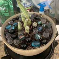 Succulents  And Cactus  On Ceramic  Pots