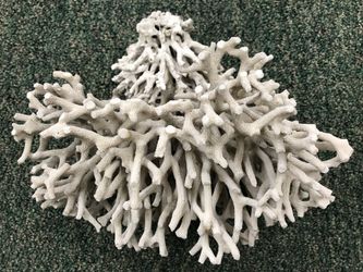 Coral