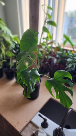 Plant - Monstera 
