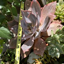 Big Size Succulents  