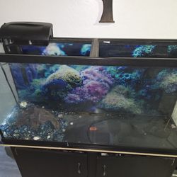 50 Gal Fish Tank