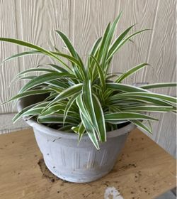 Planta natural $$10