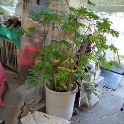 Large Iguera plant