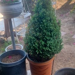 🌲 3FT BOXWOOD CONE TOPIARY
🌲 CONO DE BOJ DE 3 PIES