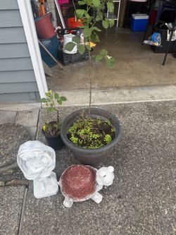 2 rose pink and garden stuff