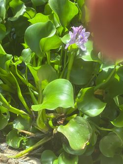 Water hyacinth plants