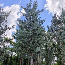 Silver Buttonwood Tree 45gl $330🏡🏡🏡