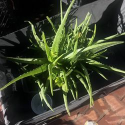 Beautiful Aloe Vera Plants $5