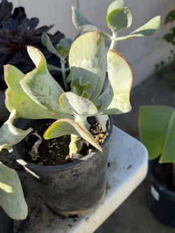 Plants For Sale