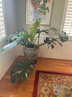 Huge Monstera Constellation Thai