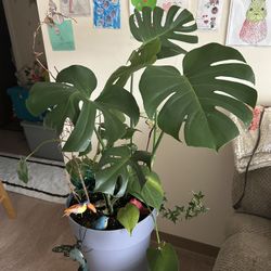 2large Plants  One Is A Swiss Cheese Plant And Other Has Two Plants Mixed