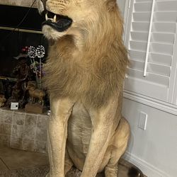 African lion taxidermy full mount