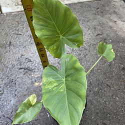 Rare***6” pot big Alocasia variegated, exact plant, now$49/was$79 95820
