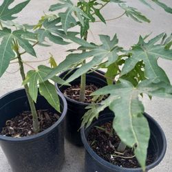 PAPAYAS  PLANTS 10.00 DLLS EACH