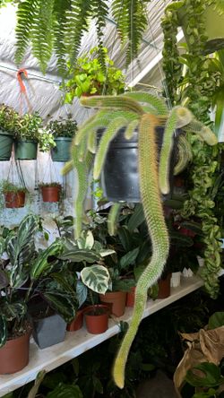 Monkey Tail Cactus 8 Inch Hanging Basket!! 