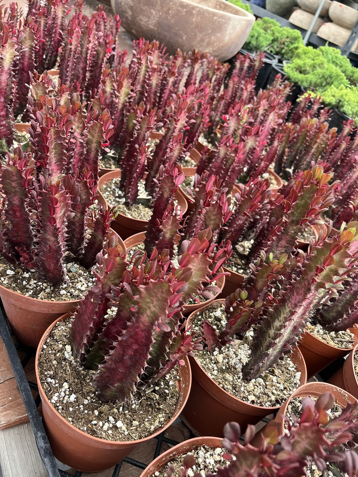 Euphorbia Trigona In 6” Pots $11 Each